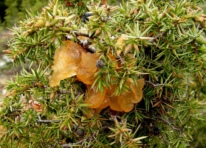 Gymnosporangium tremelloides